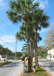 listening device, MLK Blvd median, photo, b. Brown